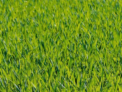 Laying artificial grass Folkestone