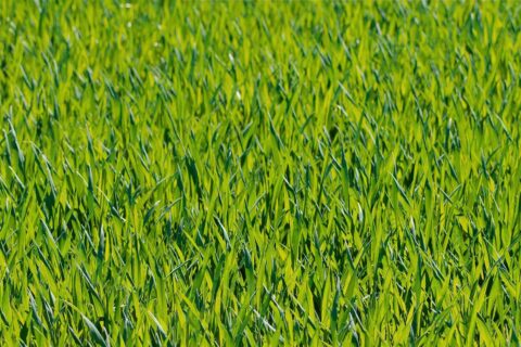 Folkestone Artificial Grass Installation